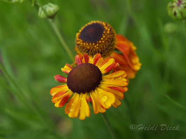 Helenium Loysder Wiek.JPG